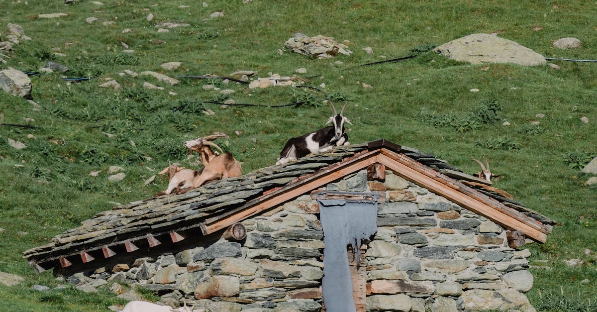 Roof Replacement Options for Local Homeowners